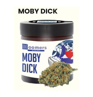 Moby Dick Bloomers